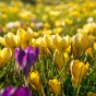 Crocus Botanical Mixed 35 Bulbs Ready for Planting Now in UK Autumn Outdoor Gardens