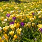 Crocus Botanical Mixed 35 Bulbs Ready for Planting Now in UK Autumn Outdoor Gardens