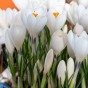 Crocus Ice Queen 10 Bulbs Ready for Planting Now in UK Autumn Outdoor Gardens