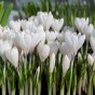 Crocus Ice Queen 10 Bulbs Ready for Planting Now in UK Autumn Outdoor Gardens