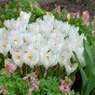Crocus Ice Queen 10 Bulbs Ready for Planting Now in UK Autumn Outdoor Gardens