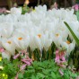 Crocus Ice Queen 10 Bulbs Ready for Planting Now in UK Autumn Outdoor Gardens