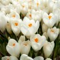 Crocus Ice Queen 10 Bulbs Ready for Planting Now in UK Autumn Outdoor Gardens