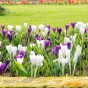 Crocus Large Flowering Mix 20 Bulbs Ready for Planting Now in UK Autumn Outdoor Gardens