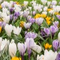 Crocus Large Flowering Mix 20 Bulbs Ready for Planting Now in UK Autumn Outdoor Gardens