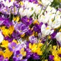 Crocus Vernus Mix 15 Flower Bulbs Ready for Planting Now in UK Autumn Outdoor Gardens
