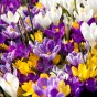Crocus Vernus Mix 15 Flower Bulbs Ready for Planting Now in UK Autumn Outdoor Gardens