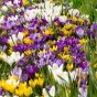 Crocus Vernus Mix 15 Flower Bulbs Ready for Planting Now in UK Autumn Outdoor Gardens