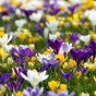 Crocus Vernus Mix 15 Flower Bulbs Ready for Planting Now in UK Autumn Outdoor Gardens