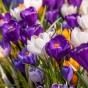 Crocus Vernus Mix 15 Flower Bulbs Ready for Planting Now in UK Autumn Outdoor Gardens