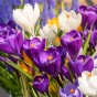 Crocus Vernus Mix 15 Flower Bulbs Ready for Planting Now in UK Autumn Outdoor Gardens