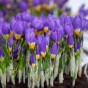 Crocus Tricolor 20 Bulbs Ready for Planting Now in UK Autumn Outdoor Gardens
