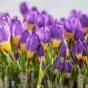 Crocus Tricolor 20 Bulbs Ready for Planting Now in UK Autumn Outdoor Gardens
