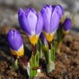 Crocus Tricolor 20 Bulbs Ready for Planting Now in UK Autumn Outdoor Gardens