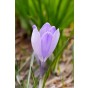 Crocus Largeflowering Vanguard 20 Bulbs Ready for Planting Now in UK Autumn Outdoor Gardens by Jamieson Brothers