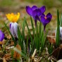 Garden With Jonny Crocus Large Flowering Mixed