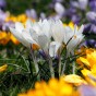 Garden With Jonny Crocus Botanical Mixed Bulbs