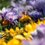 Garden With Jonny Crocus Botanical Mixed Bulbs