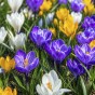 Spring Flower Bulb Collection - 300 Autumn Planting Bulbs - Tulips, Crocus, Alliums, Iris, Anemones & Puschkinia
