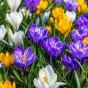100 - 900 Autumn Planting Bulbs – Spring Flower Collection + Fast Dissolving Plant Food Tablets (Tulips, Crocus, Alliums, Iris, Anemones & Puschkinia) by Jamieson Brothers