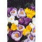 Crocus Large Flowering Mix 20 Bulbs Ready for Planting Now in UK Autumn Outdoor Gardens
