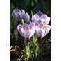 Crocus Largeflowering King Of The Striped 20 Bulbs Ready for Planting Now in UK Autumn Outdoor Gardens by Jamieson Brothers