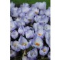 Crocus Botanical Blue Marlin 25 Bulbs Ready for Planting Now in UK Autumn Outdoor Gardens
