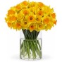 100 Freshly Cut Mixed Orange & Yellow Daffodils - Ready to Bloom | Perfect for Home Décor, Indoor Displays & Easter Gifts UK