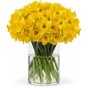 50 Freshly Cut Yellow Daffodils– Ready to Bloom | Perfect for Home Décor, Indoor Displays & Easter Gifts UK