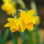 Garden With Jonny Daffodil Tête-à-Tête Bulbs