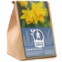 Garden With Jonny Daffodil Tête-à-Tête Bulbs
