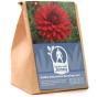 Dahlia Decorative Burning Love (1 Bulb)