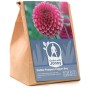 Dahlia Pompon Copper Boy (1 Bulb)
