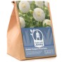 Dahlia Pompon Snowflake (1 Bulb)