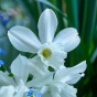 Garden with Jonny Narcissus Thalia 10 Bulbs
