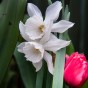 Garden with Jonny Narcissus Thalia 10 Bulbs