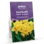 Super Spring Flowering Bulbs (Approx.420 Bulbs ) Mix by Jamieson Brothers®