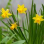 Garden With Jonny Daffodil Tête-à-Tête Bulbs