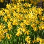 Garden With Jonny Daffodil Tête-à-Tête Bulbs