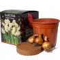 Narcissus Gift Boxes (16 bulbs, 3 pots, compost) 3-Pack: Tete a Tete & Muscari (10), Bridal Crown (3), Paperwhite (3) for planting Indoors in Autumn & Winter by Jamieson Brothers