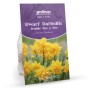 Double Tete a Tete Daffodil Bulbs - Dwarf Daffodils by Jamieson Brothers