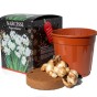Narcissus Gift Boxes (16 bulbs, 3 pots, compost) 3-Pack: Tete a Tete & Muscari (10), Bridal Crown (3), Paperwhite (3) for planting Indoors in Autumn & Winter by Jamieson Brothers