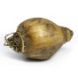 'Fortune' Orange Cupped Bulbs 5Kg (Approx. 100 Bulbs) by Jamieson Brothers® 