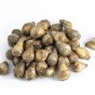 'Fortune' Orange Cupped Bulbs 5Kg (Approx. 100 Bulbs) by Jamieson Brothers® 