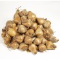 Double Tete a Tete Daffodil Bulbs - Dwarf Daffodils by Jamieson Brothers