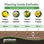 Double Tete a Tete Daffodil Bulbs - Dwarf Daffodils by Jamieson Brothers