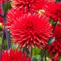 Dahlia Cactus Bergers Record (Dahlia Pinnata) 1x Top Quality Spring Planting Flower Bulb