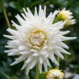 Dahlia Cactus My Love (Dahlia Pinnata) 1x Top Quality Spring Planting Flower Bulb