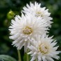 Dahlia Cactus My Love (Dahlia Pinnata) 1x Top Quality Spring Planting Flower Bulb