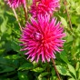 Dahlia Cactus Purple Gem (Dahlia Pinnata) 1x Top Quality Spring Planting Flower Bulb